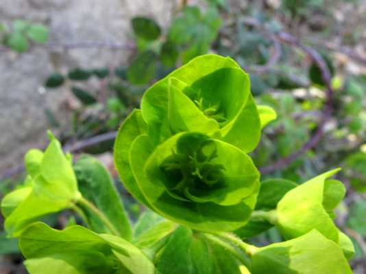 Euphorbia amygdaloides